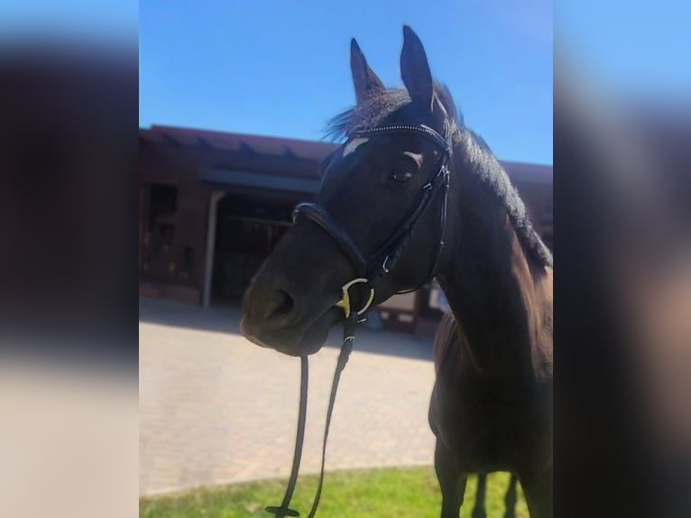 Hannover Giumenta 6 Anni 163 cm Baio in Eberswalde