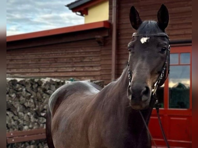 Hannover Giumenta 6 Anni 163 cm Baio nero in Eberswalde