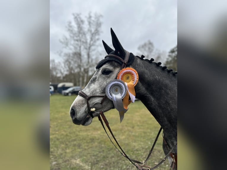 Hannover Giumenta 6 Anni 163 cm Grigio pezzato in Hagen im Bremischen