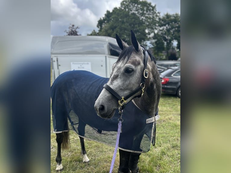 Hannover Giumenta 6 Anni 163 cm Grigio pezzato in Hagen im Bremischen