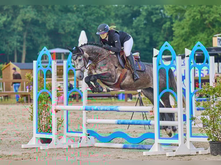 Hannover Giumenta 6 Anni 163 cm Grigio pezzato in Hagen im Bremischen