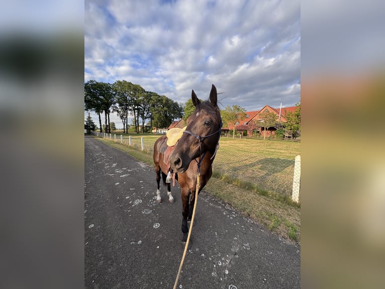 Hannover Giumenta 6 Anni 163 cm Morello in Stemwede