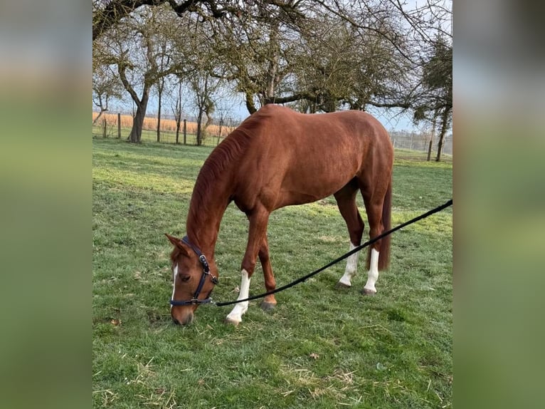 Hannover Giumenta 6 Anni 163 cm Sauro in Oberstadion