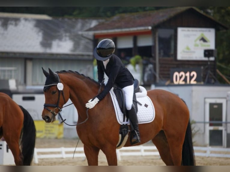 Hannover Giumenta 6 Anni 164 cm Baio in Bonefeld