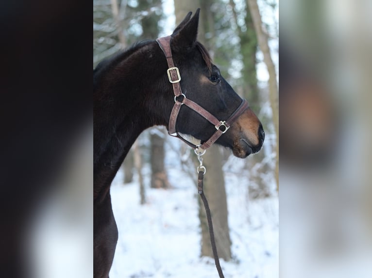 Hannover Giumenta 6 Anni 164 cm Baio in Vellahn