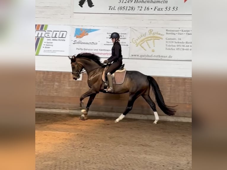 Hannover Giumenta 6 Anni 164 cm Baio in Hohenhameln