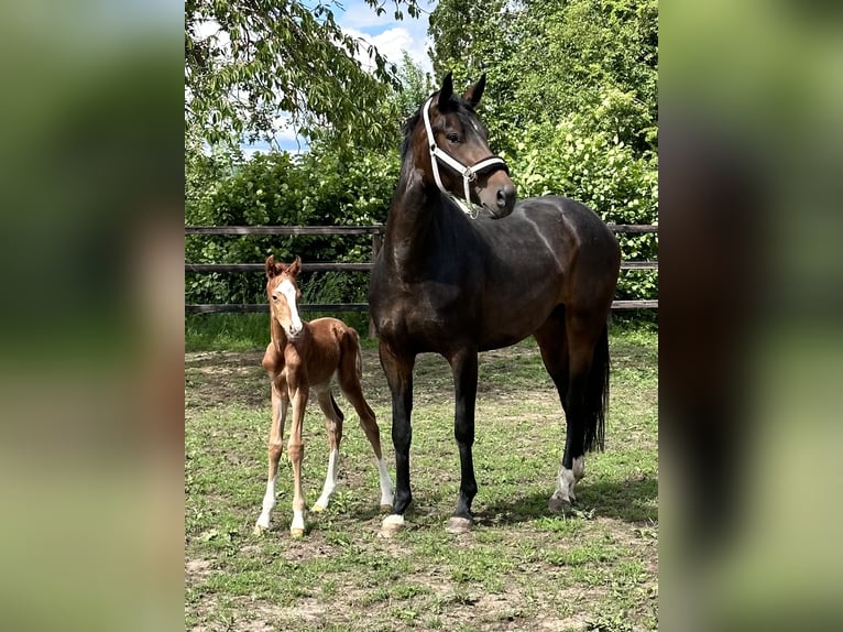 Hannover Giumenta 6 Anni 164 cm Baio scuro in Celle