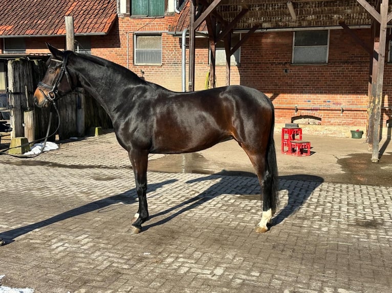 Hannover Giumenta 6 Anni 164 cm Baio scuro in Celle