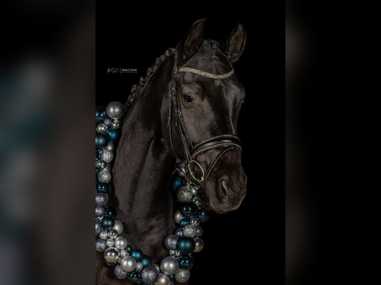 Hannover Giumenta 6 Anni 164 cm Morello in Neuberg