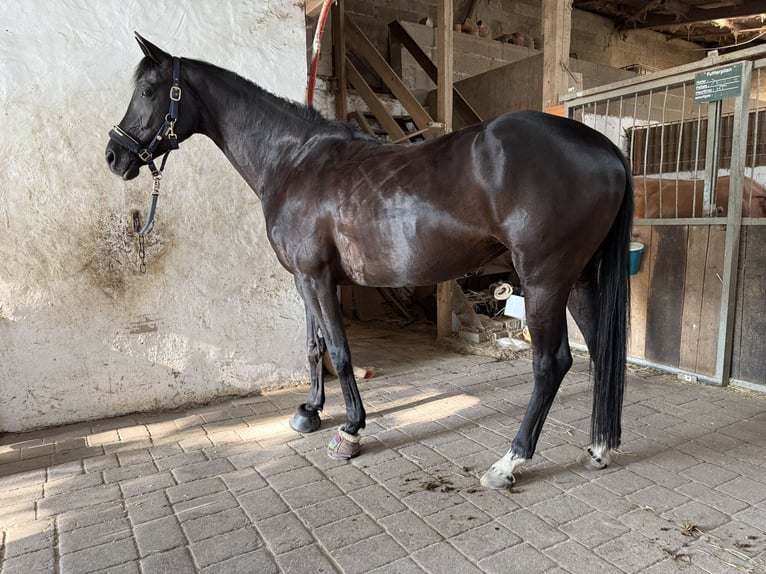 Hannover Giumenta 6 Anni 164 cm Morello in Neuberg