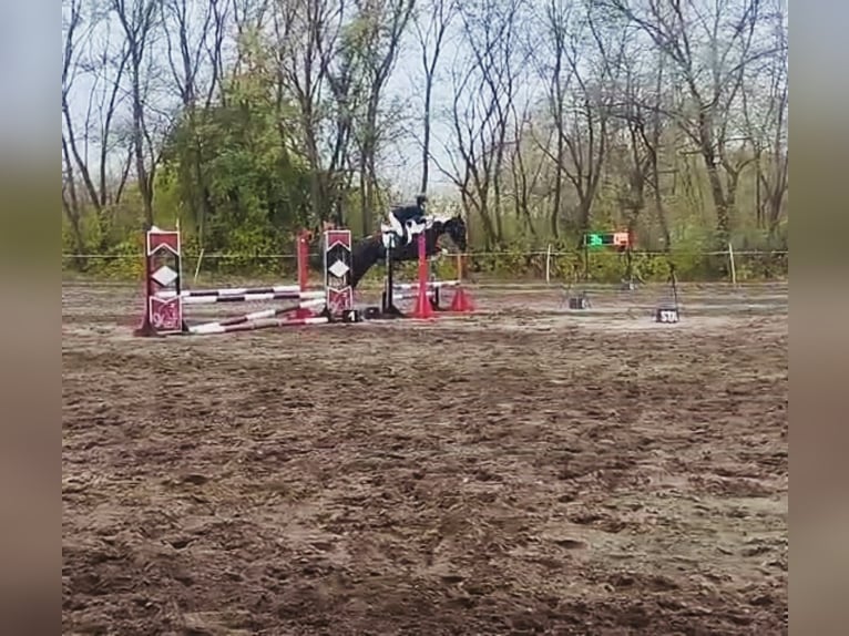 Hannover Mix Giumenta 6 Anni 164 cm Pezzato in Kiskőrös