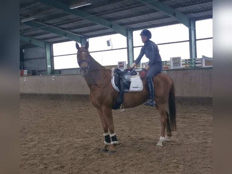 Hannover Giumenta 6 Anni 164 cm Sauro in Emsdetten