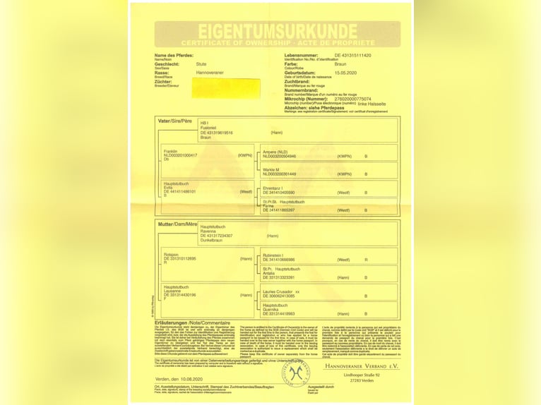 Hannover Giumenta 6 Anni 165 cm Baio in Oyten