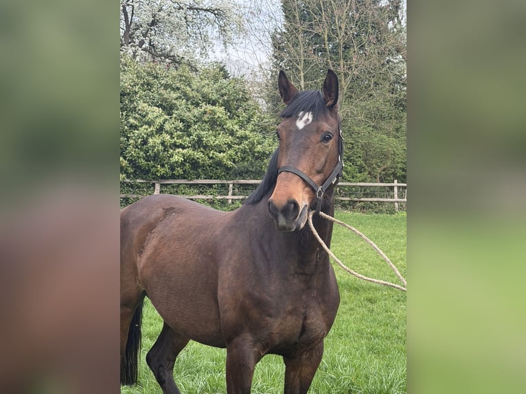 Hannover Giumenta 6 Anni 165 cm Baio in Oyten
