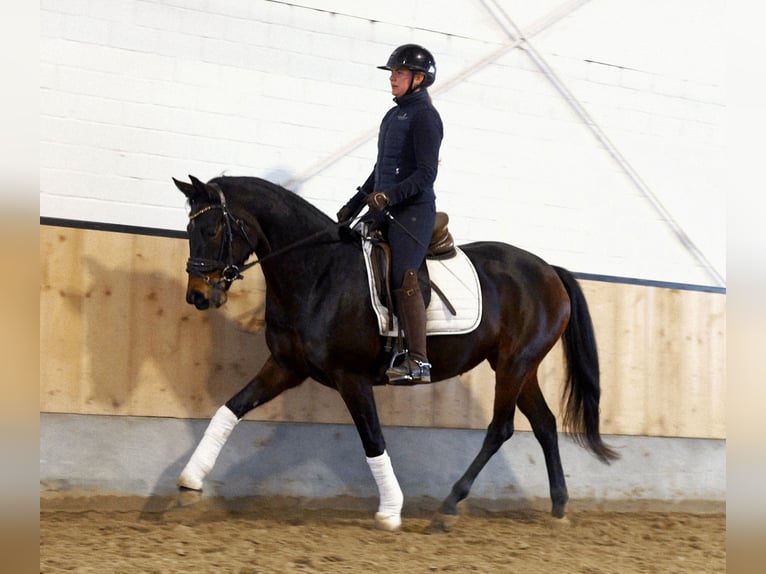 Hannover Giumenta 6 Anni 165 cm Baio scuro in Kempen