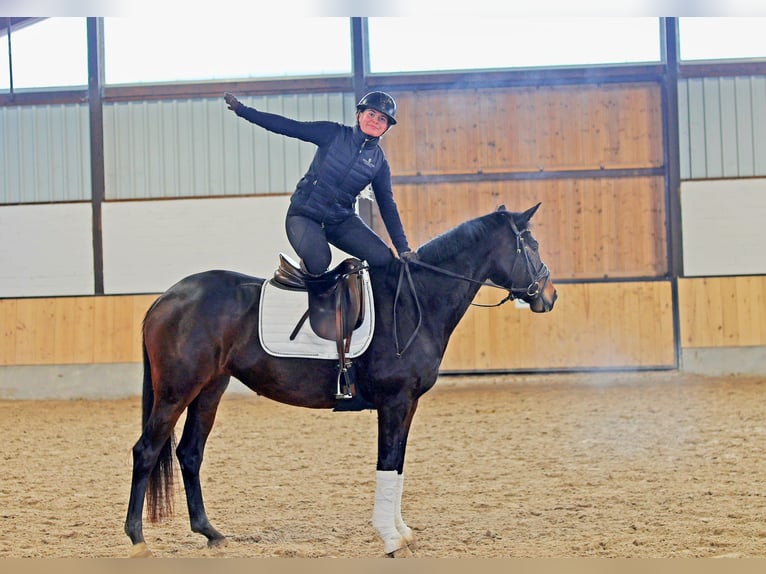 Hannover Giumenta 6 Anni 165 cm Baio scuro in Kempen