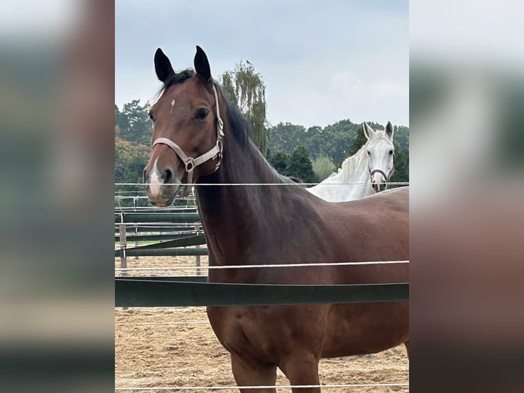 Hannover Giumenta 6 Anni 165 cm Baio scuro in Bonn