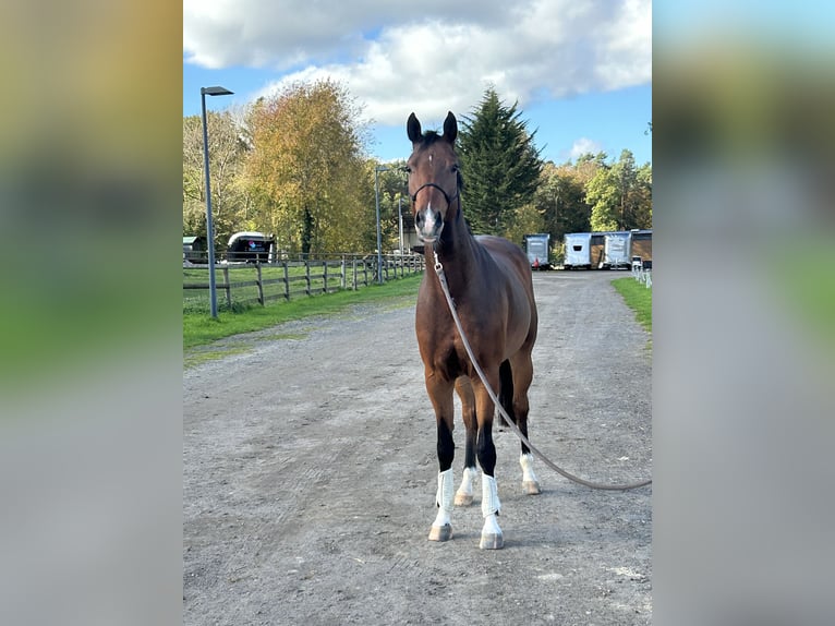 Hannover Giumenta 6 Anni 165 cm Baio scuro in Bonn