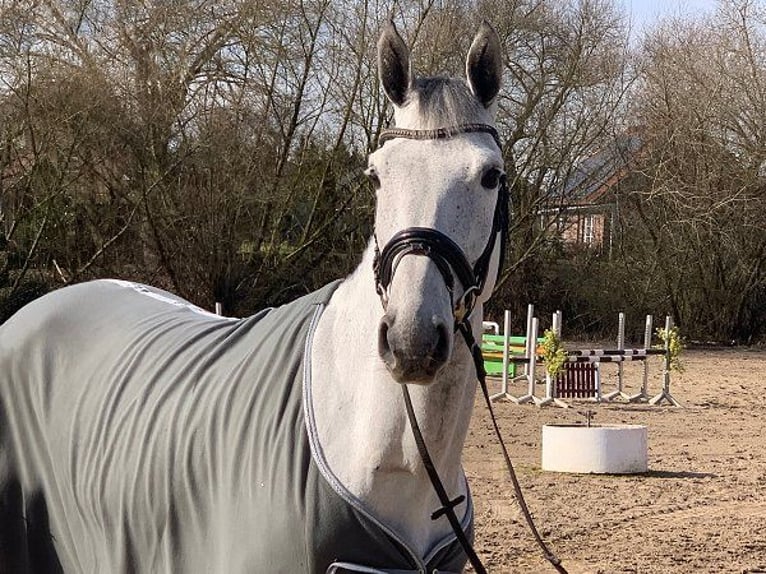 Hannover Giumenta 6 Anni 165 cm Grigio in Verden (Aller)