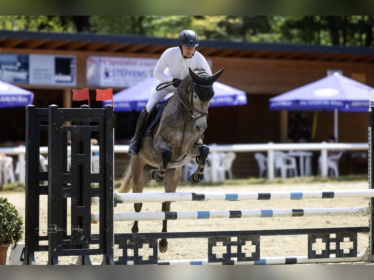 Hannover Giumenta 6 Anni 165 cm Grigio ferro in Hünfelden-Kirberg