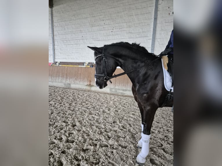 Hannover Giumenta 6 Anni 165 cm Morello in Wunstorf