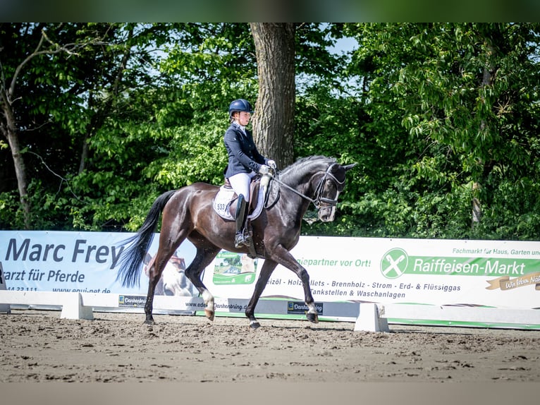 Hannover Giumenta 6 Anni 165 cm Morello in Wunstorf