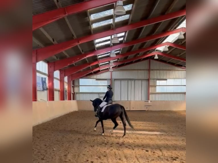 Hannover Giumenta 6 Anni 165 cm Morello in Wunstorf
