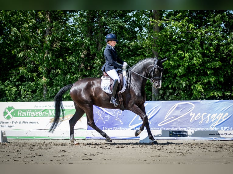 Hannover Giumenta 6 Anni 165 cm Morello in Wunstorf