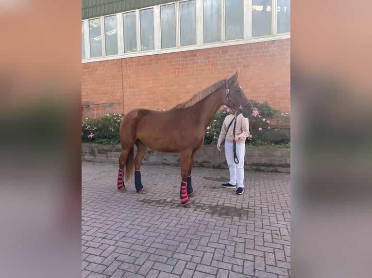 Hannover Giumenta 6 Anni 165 cm Sauro in Hamburg Osdorf