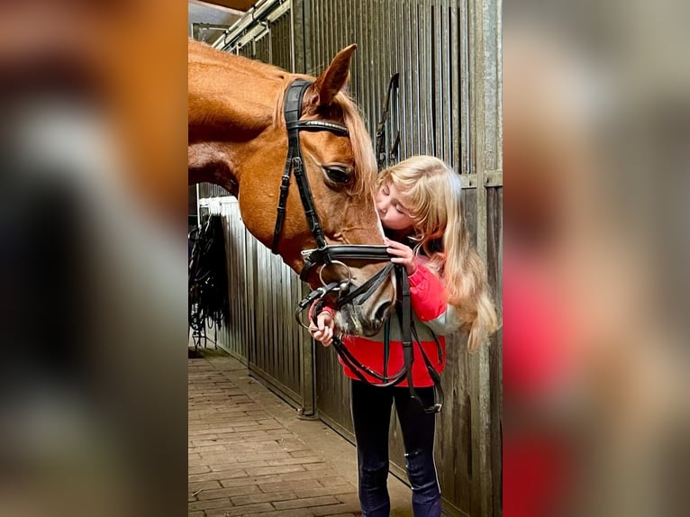 Hannover Giumenta 6 Anni 165 cm Sauro in Essen (Oldenburg) Hannover Giumenta 6 Anni 165 cm Sauro in Essen (Oldenburg)