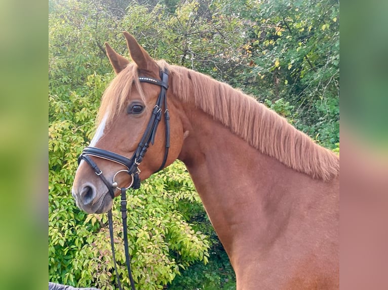 Hannover Giumenta 6 Anni 165 cm Sauro in Essen (Oldenburg) Hannover Giumenta 6 Anni 165 cm Sauro in Essen (Oldenburg)