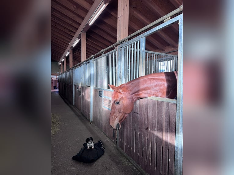 Hannover Giumenta 6 Anni 165 cm Sauro in Nesselwängle