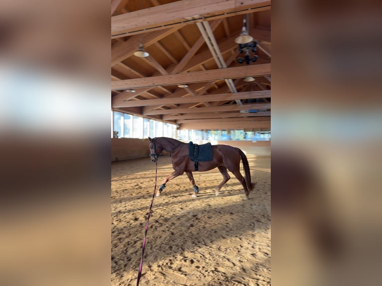 Hannover Giumenta 6 Anni 165 cm Sauro in Nesselwängle