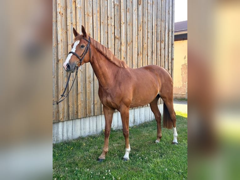 Hannover Giumenta 6 Anni 165 cm Sauro in Leipzig