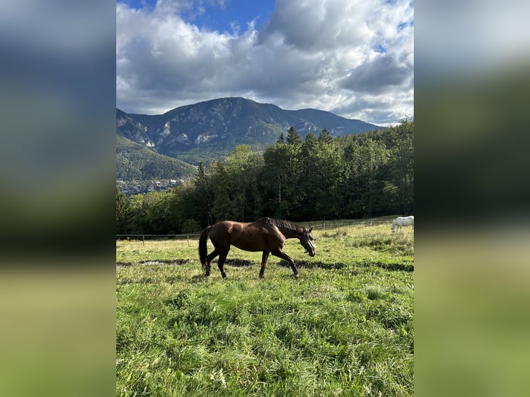 Hannover Giumenta 6 Anni 165 cm Sauro scuro in Reichenau