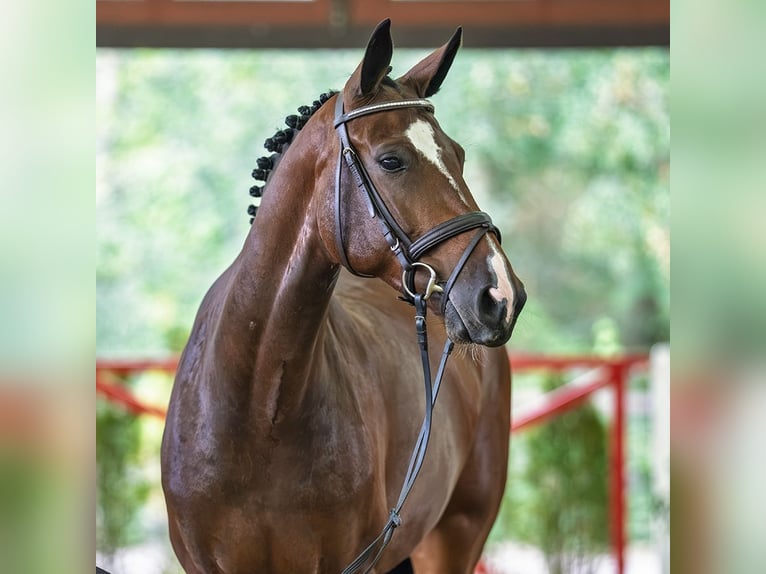 Hannover Giumenta 6 Anni 166 cm Baio in Mnster-Handorf