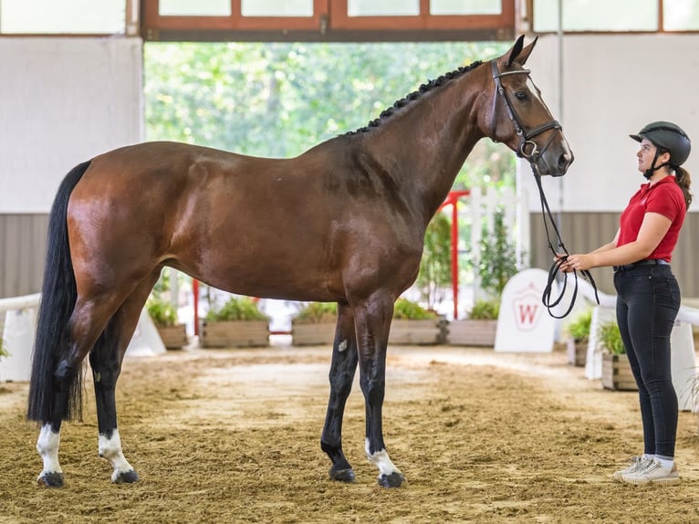 Hannover Giumenta 6 Anni 166 cm Baio in Mnster-Handorf