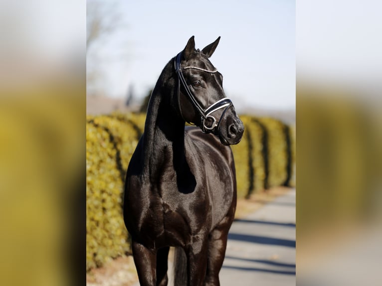 Hannover Giumenta 6 Anni 166 cm Morello in Vechta