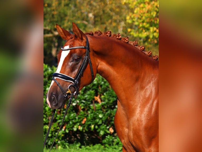 Hannover Giumenta 6 Anni 166 cm Sauro in Selsingen