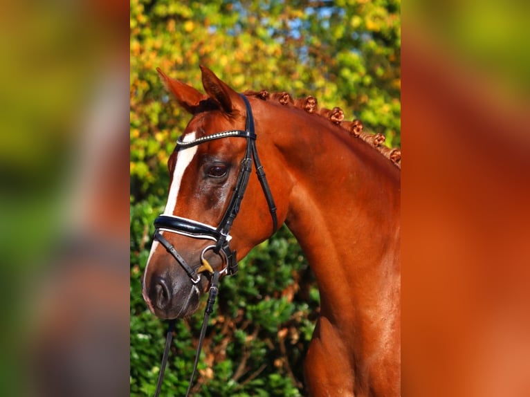 Hannover Giumenta 6 Anni 166 cm Sauro in Selsingen