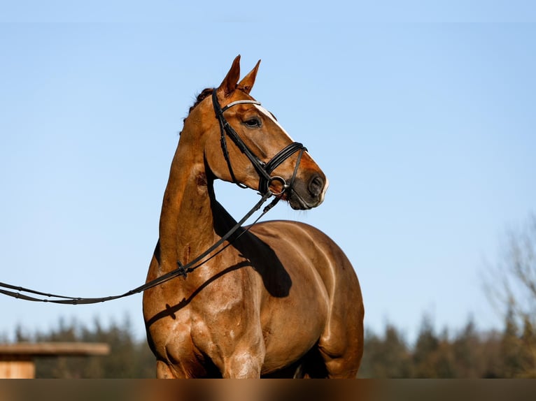 Hannover Giumenta 6 Anni 166 cm Sauro in G&#xFC;by