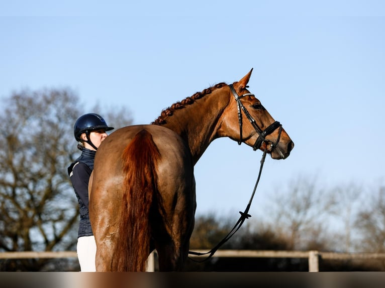 Hannover Giumenta 6 Anni 166 cm Sauro in G&#xFC;by
