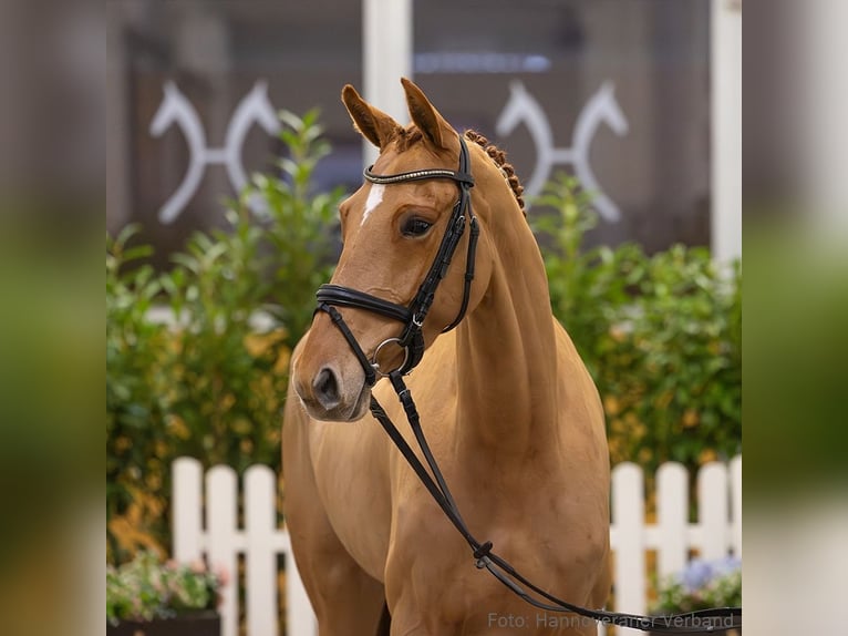 Hannover Giumenta 6 Anni 166 cm Sauro in Verden