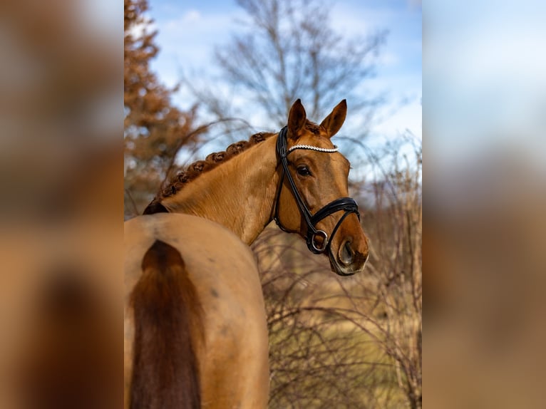 Hannover Giumenta 6 Anni 166 cm Sauro scuro in Rosenheim