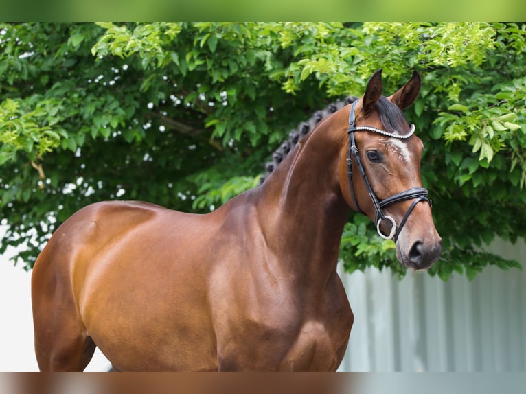 Hannover Giumenta 6 Anni 167 cm Baio in Schwäbisch Hall