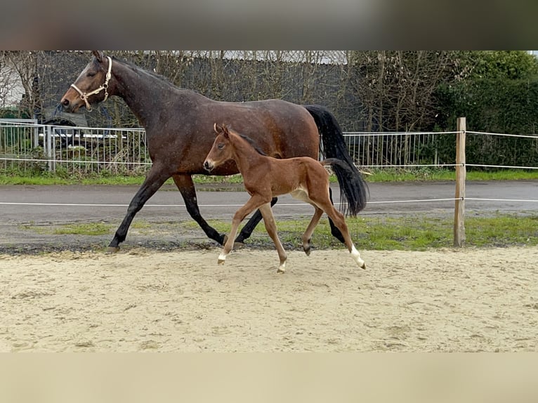 Hannover Giumenta 6 Anni 167 cm Baio in WipperfürthWipperfürth