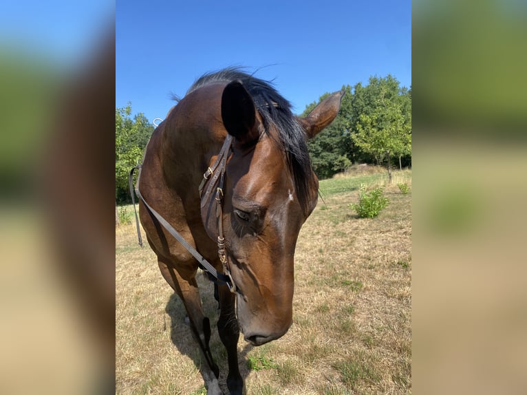 Hannover Giumenta 6 Anni 167 cm Baio scuro in Roßdorf
