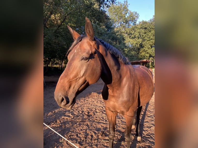 Hannover Giumenta 6 Anni 167 cm Baio scuro in Roßdorf