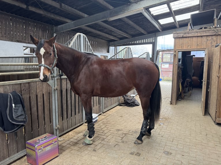 Hannover Giumenta 6 Anni 167 cm  in Meinerzhagen