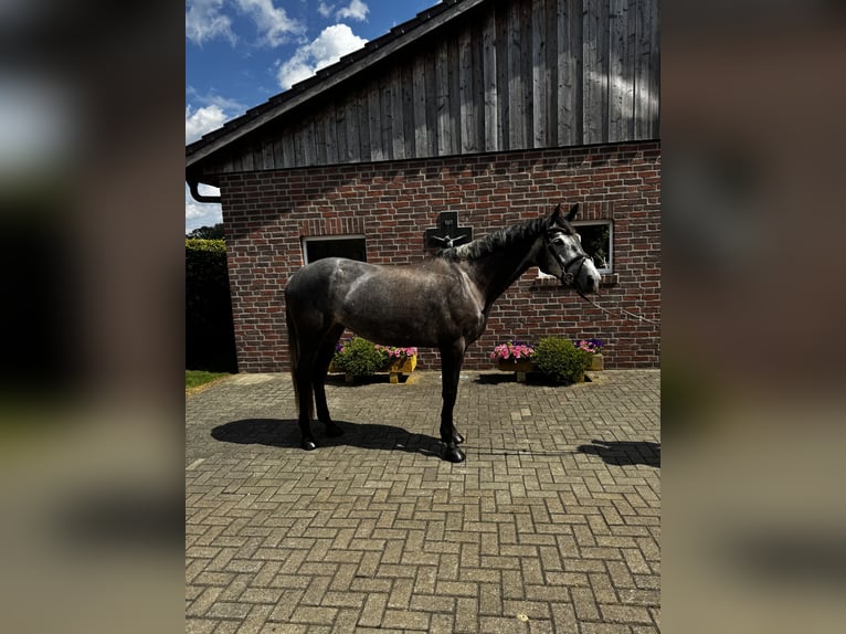 Hannover Giumenta 6 Anni 167 cm Grigio in Bawinkel